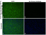 Human IgG Fc Secondary Antibody in Immunohistochemistry (Paraffin) (IHC (P))