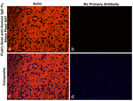 Human IgG Fc Secondary Antibody in Immunohistochemistry (Paraffin) (IHC (P))