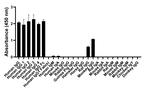 Human IgG Fc Secondary Antibody