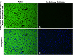 Human IgG Fc Secondary Antibody in Immunohistochemistry (Paraffin) (IHC (P))