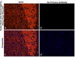 Human IgG Fc Secondary Antibody in Immunohistochemistry (Paraffin) (IHC (P))