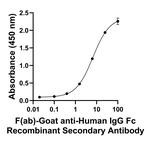 Human IgG Fc Secondary Antibody in ELISA (ELISA)