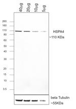 Human IgG Fc Secondary Antibody in Western Blot (WB)