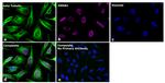 Goat anti-Mouse IgG1 Superclonal™ Secondary Antibody, Alexa Fluor™ Plus 488