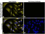 Goat anti-Mouse IgG1 Superclonal™ Secondary Antibody, Alexa Fluor™ Plus 555