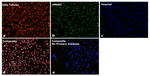 Goat anti-Mouse IgG1 Superclonal™ Secondary Antibody, Alexa Fluor™ Plus 647