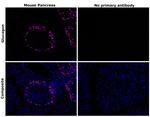 Mouse IgG1 Secondary Antibody in Immunohistochemistry (Paraffin) (IHC (P))