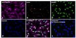 Goat anti-Mouse IgG1 Superclonal™ Secondary Antibody, Alexa Fluor™ Plus 680