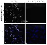 Goat anti-Mouse IgG1 Superclonal™ Secondary Antibody, Alexa Fluor™ Plus 750