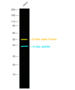 Mouse IgG1 Secondary Antibody in Western Blot (WB)
