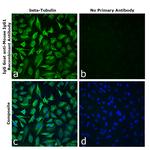 Goat anti-Mouse IgG1 Superclonal™ Secondary Antibody