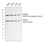 Mouse IgG1 Secondary Antibody in Western Blot (WB)