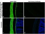 Mouse IgG Fc Secondary Antibody in Immunohistochemistry (Paraffin) (IHC (P))