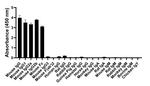 Mouse IgG Fc Secondary Antibody