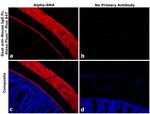 Mouse IgG Fc Secondary Antibody in Immunohistochemistry (Paraffin) (IHC (P))