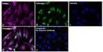 Goat anti-Mouse IgG Fc Superclonal™ Secondary Antibody, Alexa Fluor™ Plus 680
