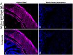 Mouse IgG Fc Secondary Antibody in Immunohistochemistry (Paraffin) (IHC (P))