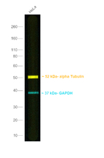 Mouse IgG Fc Secondary Antibody in Western Blot (WB)