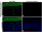 Mouse IgG Fc Secondary Antibody in Immunohistochemistry (Paraffin) (IHC (P))