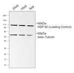 Mouse IgG Fc Secondary Antibody in Western Blot (WB)