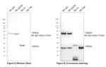 Mouse IgG Fc Secondary Antibody