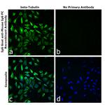 Mouse IgG Fc Secondary Antibody in Immunocytochemistry (ICC/IF)