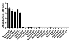 Mouse IgG Fc Secondary Antibody