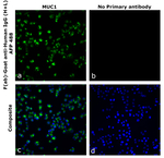 F(ab)-Goat anti-Human IgG (H+L) Superclonal™ Secondary Antibody, Alexa Fluor™ Plus 488