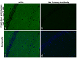 Human IgG (H+L) Secondary Antibody in Immunohistochemistry (Paraffin) (IHC (P))