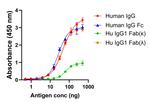 Human IgG (H+L) Secondary Antibody in ELISA (ELISA)