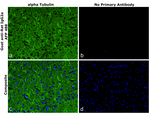 Rat IgG2a Secondary Antibody in Immunohistochemistry (Paraffin) (IHC (P))