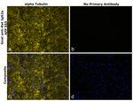 Rat IgG2a Secondary Antibody in Immunohistochemistry (Paraffin) (IHC (P))