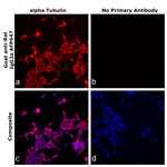 Goat anti-Rat IgG2a Recombinant Secondary Antibody, Alexa Fluor™ Plus 647