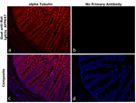 Rat IgG2a Secondary Antibody in Immunohistochemistry (Paraffin) (IHC (P))
