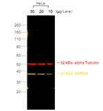 Rat IgG2a Secondary Antibody in Western Blot (WB)
