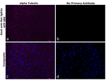 Rat IgG2a Secondary Antibody in Immunohistochemistry (Paraffin) (IHC (P))