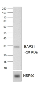 Rat IgG2a Secondary Antibody in Western Blot (WB)
