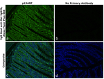 Rat IgG2b Secondary Antibody in Immunohistochemistry (Paraffin) (IHC (P))