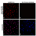 Goat anti-Rat IgG2b Recombinant Secondary Antibody, Alexa Fluor™ Plus 647