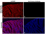 Rat IgG2b Secondary Antibody in Immunohistochemistry (Paraffin) (IHC (P))