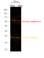 Rat IgG2b Secondary Antibody in Western Blot (WB)