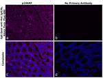 Rat IgG2b Secondary Antibody in Immunohistochemistry (Paraffin) (IHC (P))