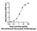 Rat IgG2b Secondary Antibody in ELISA (ELISA)