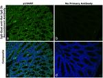 Rat IgG2b Secondary Antibody in Immunohistochemistry (Paraffin) (IHC (P))