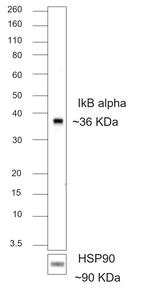 Rat IgG2b Secondary Antibody in Western Blot (WB)