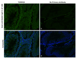 Rabbit IgG Fc Secondary Antibody in Immunohistochemistry (Paraffin) (IHC (P))