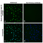 Goat anti-Rabbit IgG Fc Superclonal™ Secondary Antibody, Alexa Fluor™ Plus 488