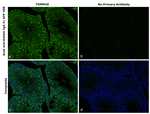 Rabbit IgG Fc Secondary Antibody in Immunohistochemistry (Paraffin) (IHC (P))
