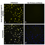 Rabbit IgG Fc Secondary Antibody in Immunocytochemistry (ICC/IF)