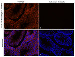 Rabbit IgG Fc Secondary Antibody in Immunohistochemistry (Paraffin) (IHC (P))